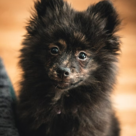 black Pomsky puppy